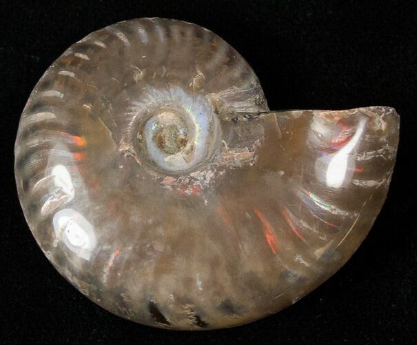 Flashy Red Iridescent Ammonite - Wide #16703